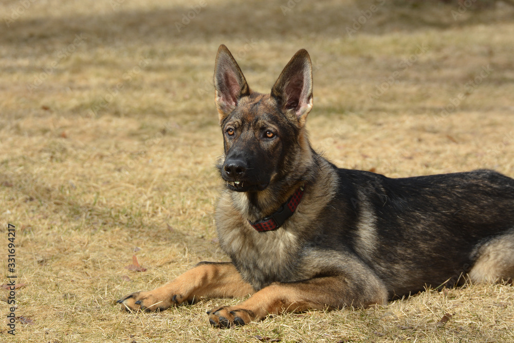 German Sheppard dog laying down German Sheppard dog laying down