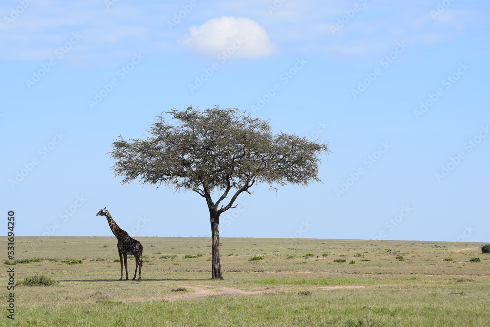 Fototapeta premium Giraffe standing under tree Africa