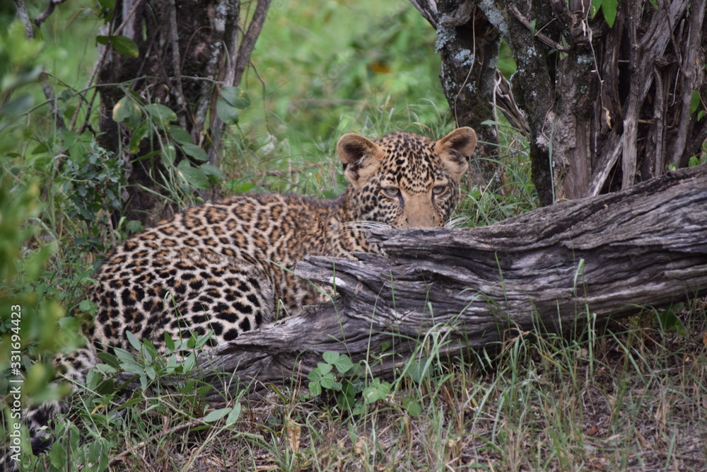 Obraz premium Leopard cub