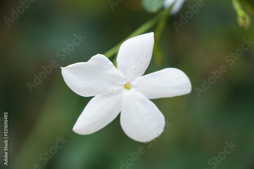 jasmine flower from sri lanka