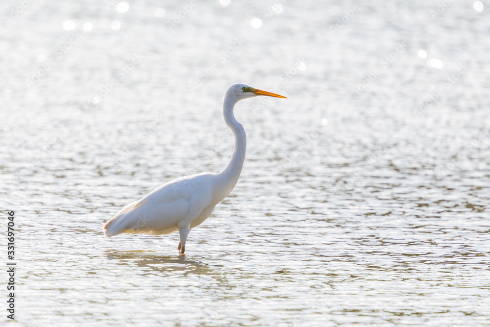 Obraz premium silhouette of great white egret (egretta alba) standing water in backlight