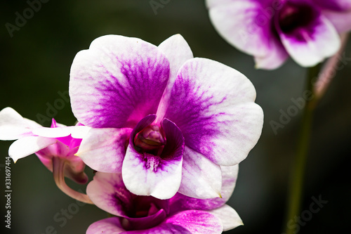 Fototapeta Naklejka Na Ścianę i Meble -  Beautiful purple orchid in the garden.
