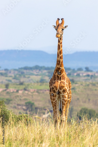 Canvas Print Rothschild's giraffe ( Giraffa camelopardalis rothschildi), Murchison Falls National Park, Uganda