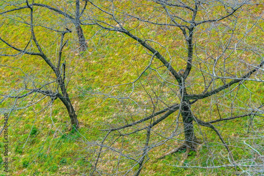 Fototapeta premium Leave Less Trees at Park, Tokyo, Japan