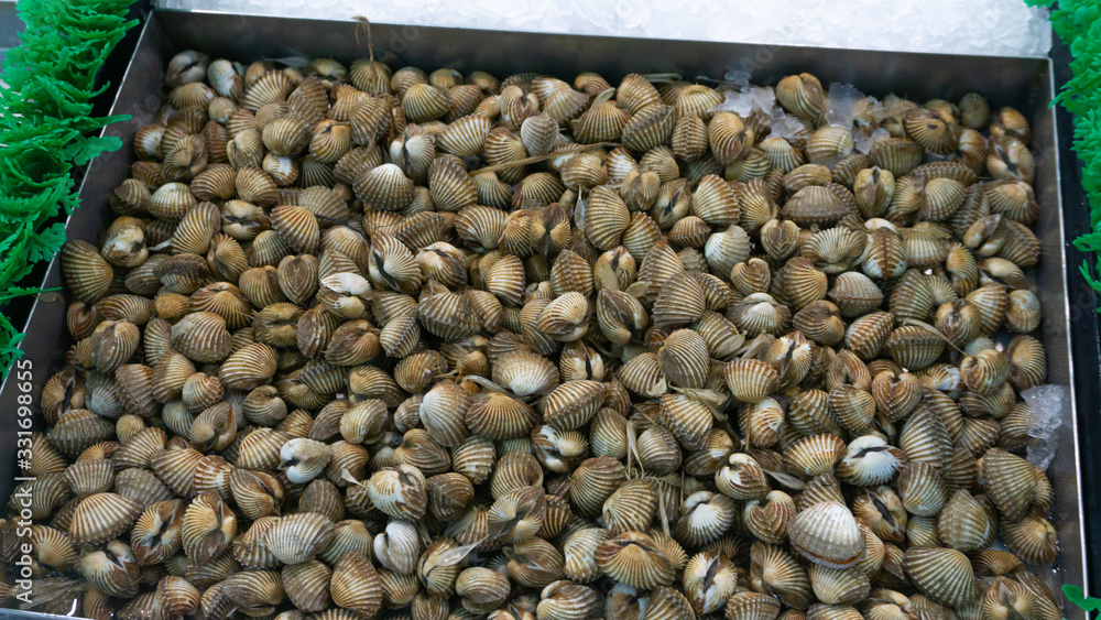 Naklejka premium The shells are scientifically named Anadara granosa and Indonesian names 
