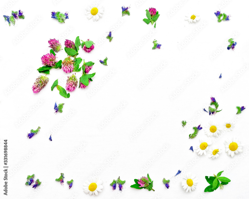 Frame with field flowers clovers and chamomile Frame with field flowers clovers and chamomile