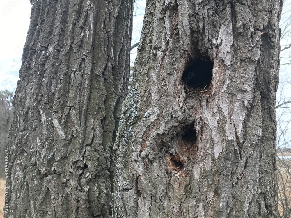 Fototapeta premium Bird's nest in the hollow of an old oak.