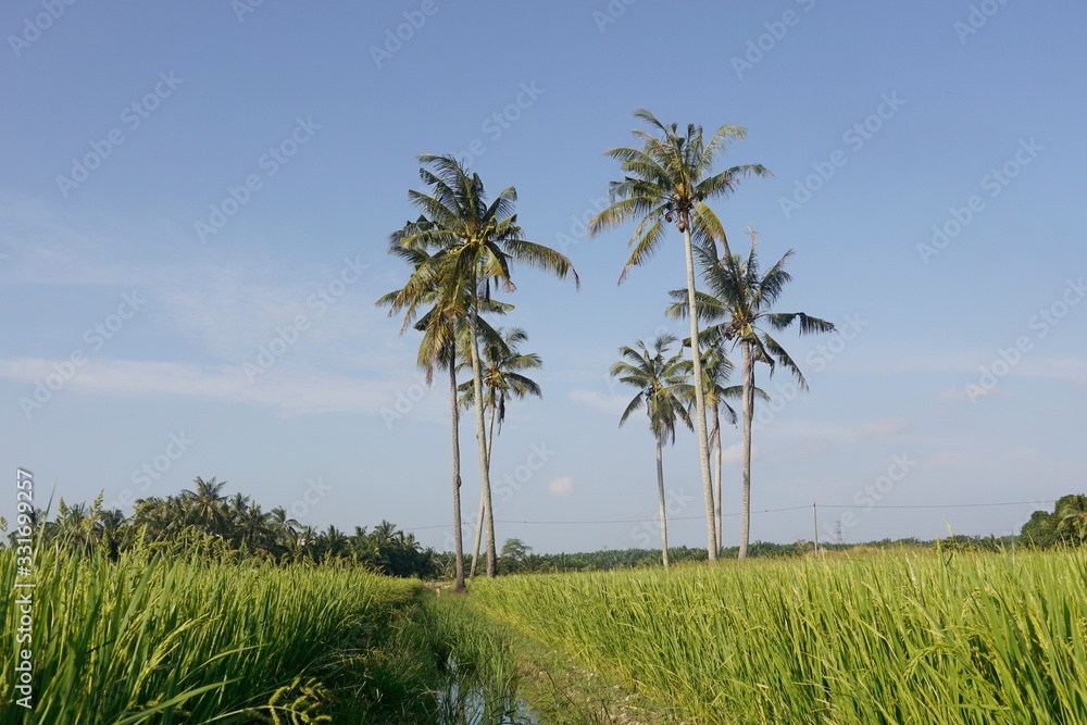 Fototapeta premium palm trees in field