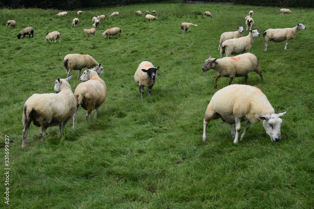 Sheep Sheep