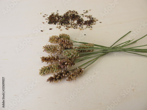 Ribwort plantain inflorescences and edible seeds photo