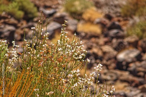  interesting original plant growing on the slopes of the Teide volcano on the Spanish Canary Island Tenerife in close-up on a warm summer day © Joanna Redesiuk