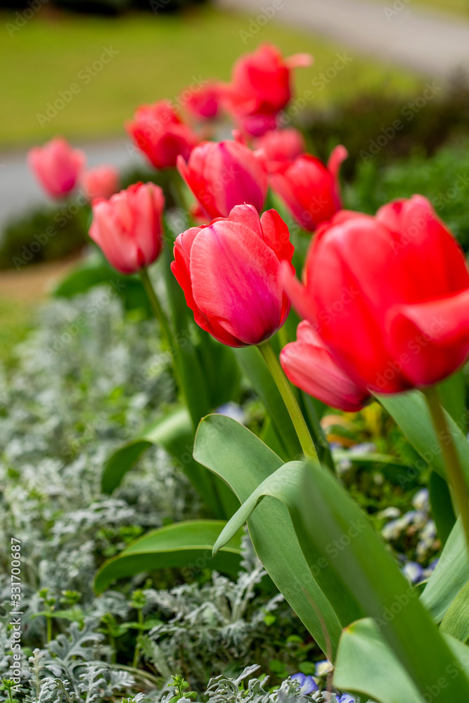 Fototapeta premium Tuplips bright red in a row growing in garden