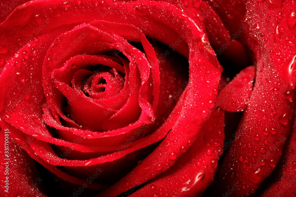 red rose in the dark room red rose in the dark room
