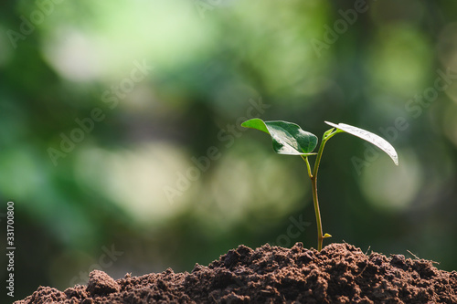 Close-up young plant growing in the soil concept save nature or agriculture on soft green tree background.