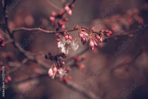  spring tree blooming in pink in close-up outdoors in the warm sunshine