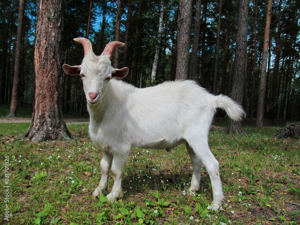 Obraz premium Young white goat. Portrait of one pet with white fur standing on a background of green grass background. Closeup face and head of a cute pet posing. Outdoor farming image. 