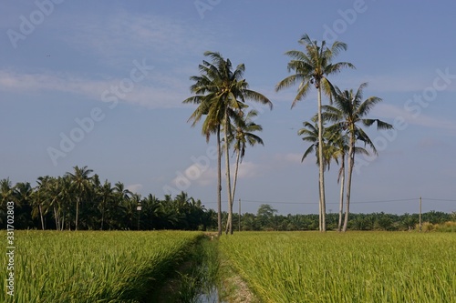 palm trees on the paddy field