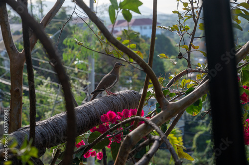 an isolated dove sits perched on a branch surrounded by flowers overlooking treetops