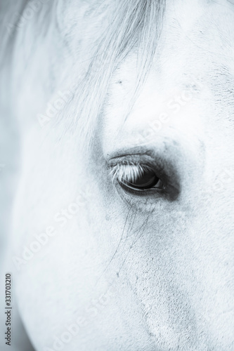 eye of horse © Janos
