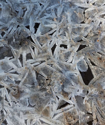 frost on leaf