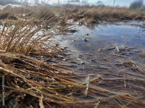reeds on lake