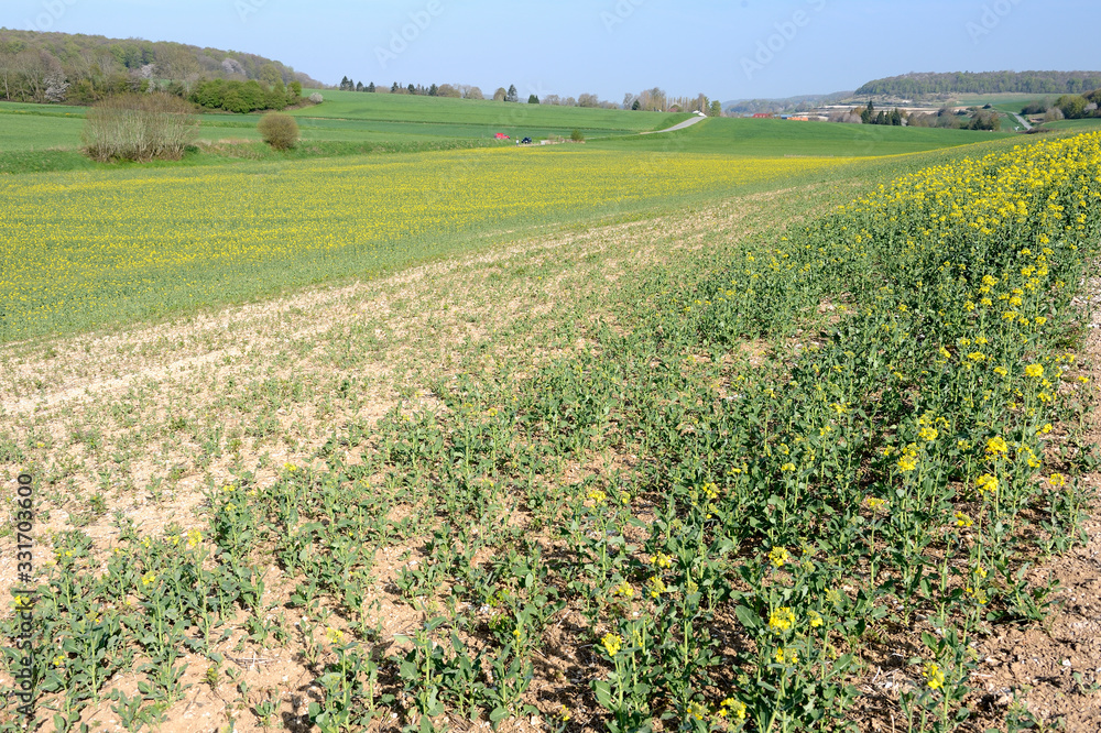Dégats cultures/intempéries sur champ de colza partiellement détruit par les aléas climatiques successifs ( pluies diluviennes, gel, neige) Dégats cultures/intempéries sur champ de colza partiellement détruit par les aléas climatiques successifs ( pluies diluviennes, gel, neige)