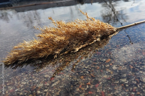 grass in water