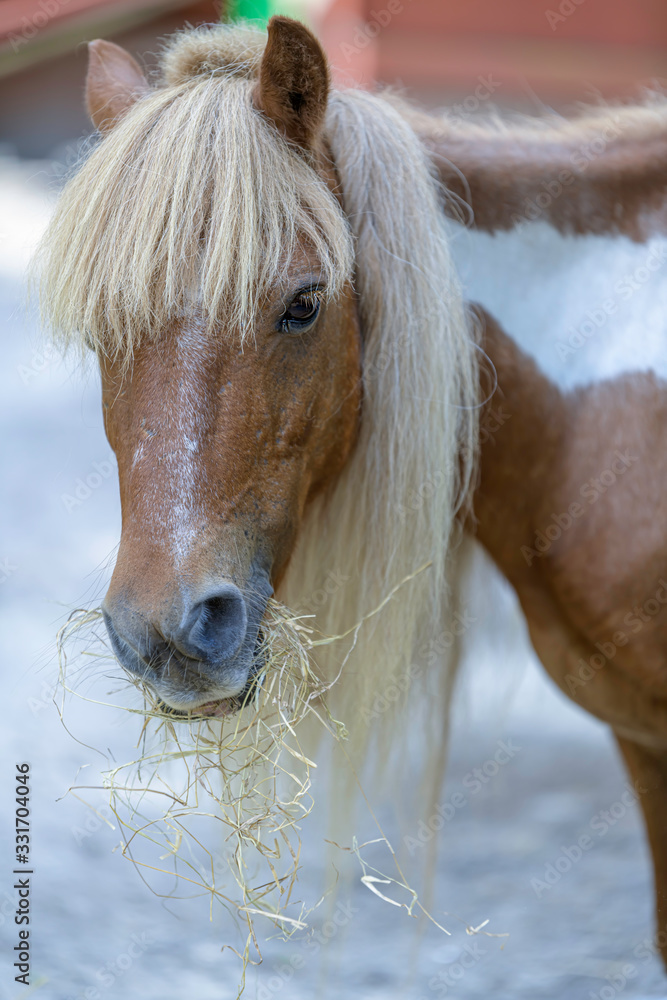 Obraz premium Pony eating hay
