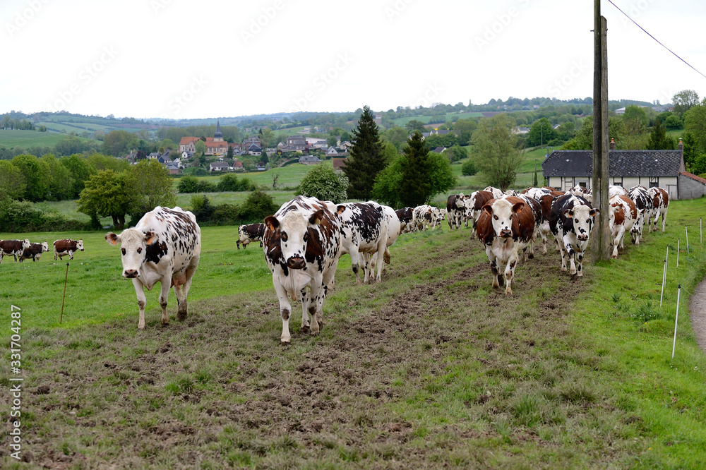 Troupeau de vaches empruntant le chemin de la traite...Race normande.