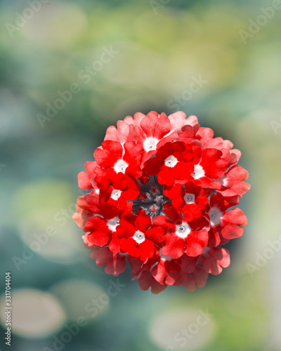 Verbena red on a green background