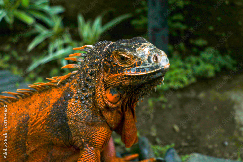 Side view of Red Iguana’s head. Portrait side view Iguana iguana