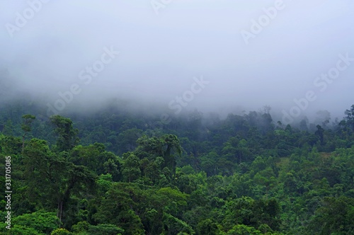 Green jungle disappear in dense fog © Piotr