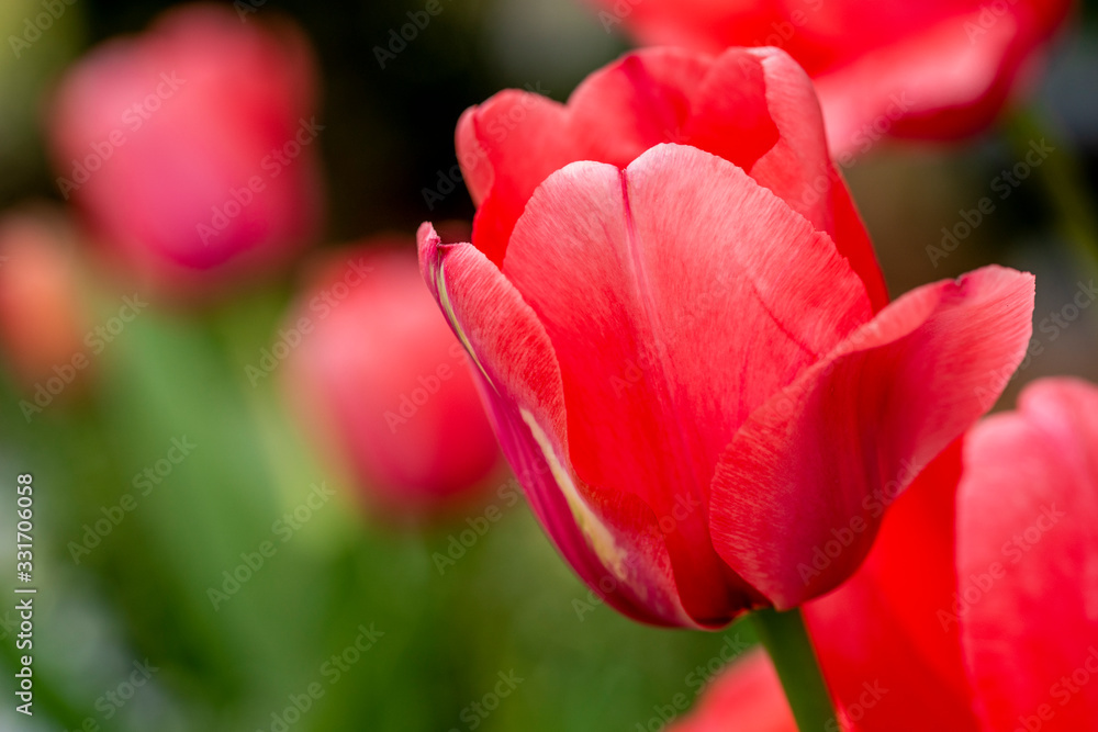 Closeup of bright red tulip growing in garden Closeup of bright red tulip growing in garden