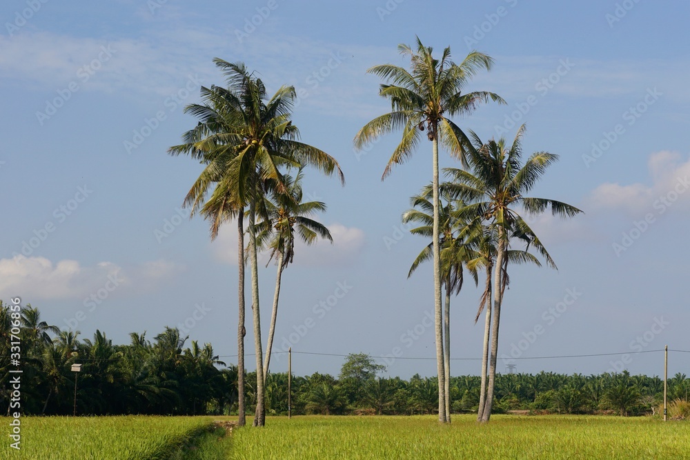 Fototapeta premium palm trees at paddy field