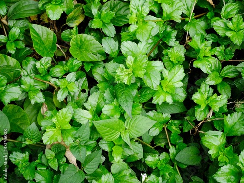Wallpaper Mural The many of plant leaves glow up in my garden Torontodigital.ca