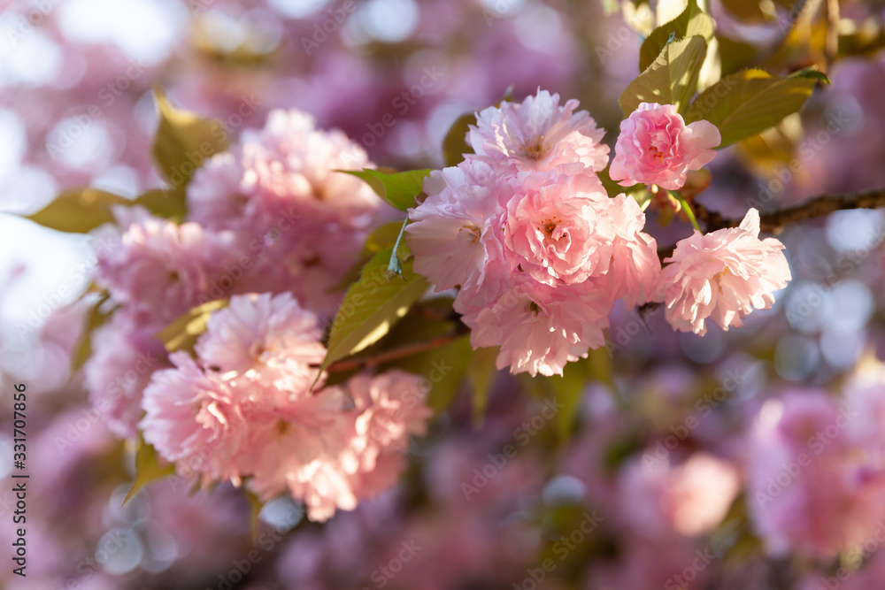 Fototapeta premium Sakura trees and flowers