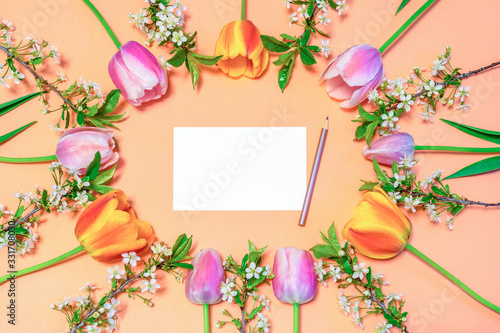 Oval frame made of colorful pink and orange tulips and cherry blossom twigs on peachy paper background with white blank card and pencil. Beautiful spring layout. Floral mock up for greeting card