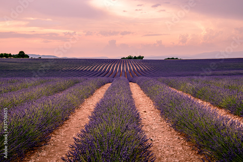 Abendstimmung in einem Lavendelfeld in Valensole Provence