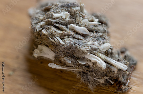 Owl Pellet