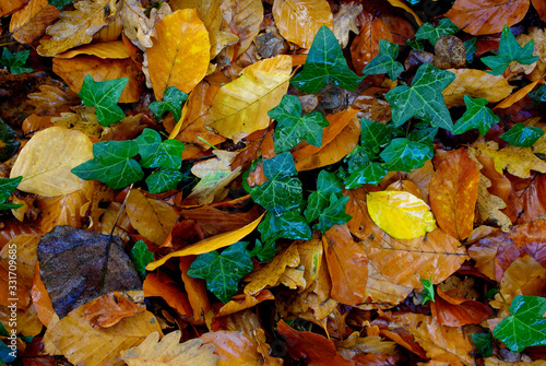 Herbst  Bl  tter  Natur  Boden
