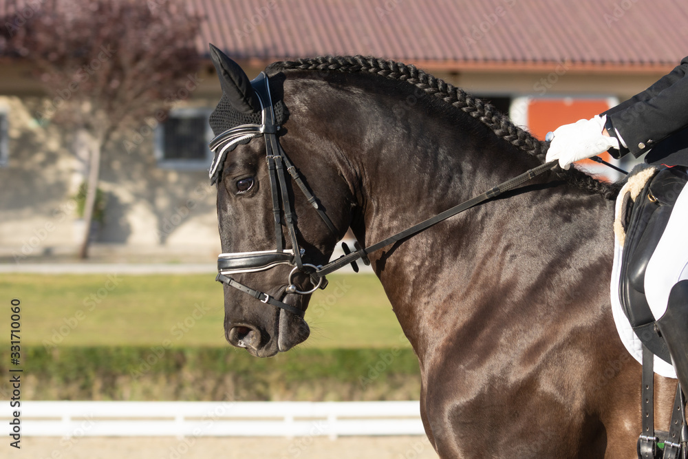 Obraz premium Face portrait of a spanish horse in a dressage competition