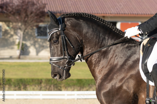 Face portrait of a spanish horse in a dressage competition