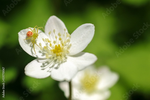 花蜘蛛とニリンソウ