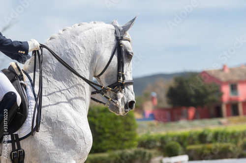 Slika na platnu Face portrait of a white lusitano horse in a dressage competition