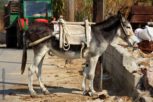 Naxos / Greece - August 23, 2014: A donkey in Naxos, Cyclades Islands, Greece