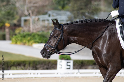 Face portrait of a hanoverian horse in a dressage competition © Azahara