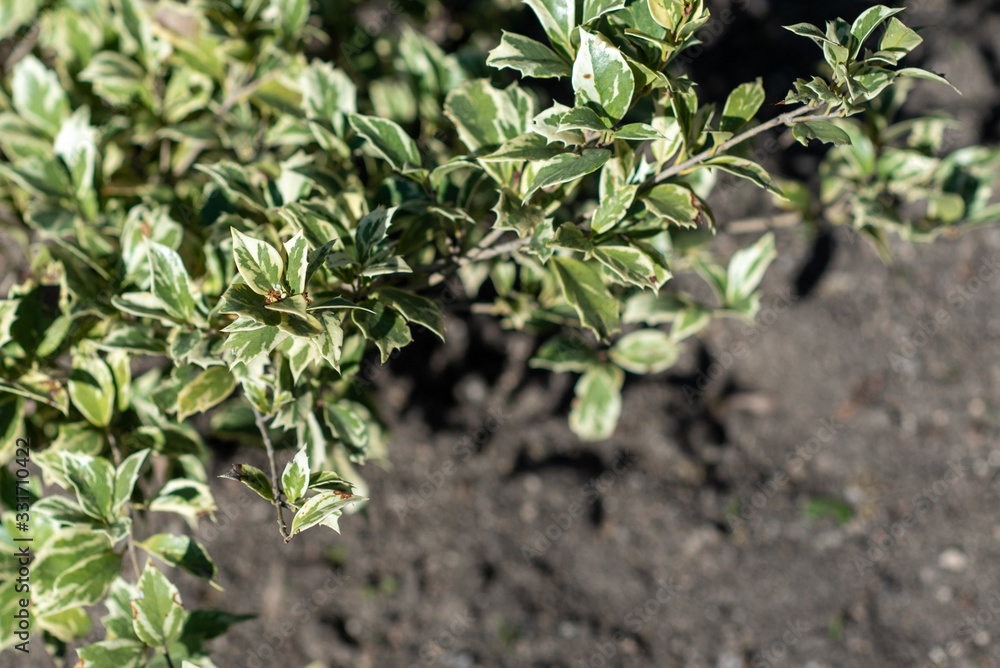 Green leaves of Osmanthus heterophyllus Variegatus