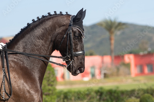 Fényképezés Face portrait of a hanoverian horse in a dressage competition