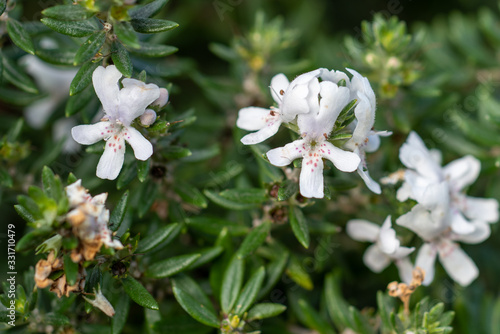 White flowers of Westringia fruticosa photo