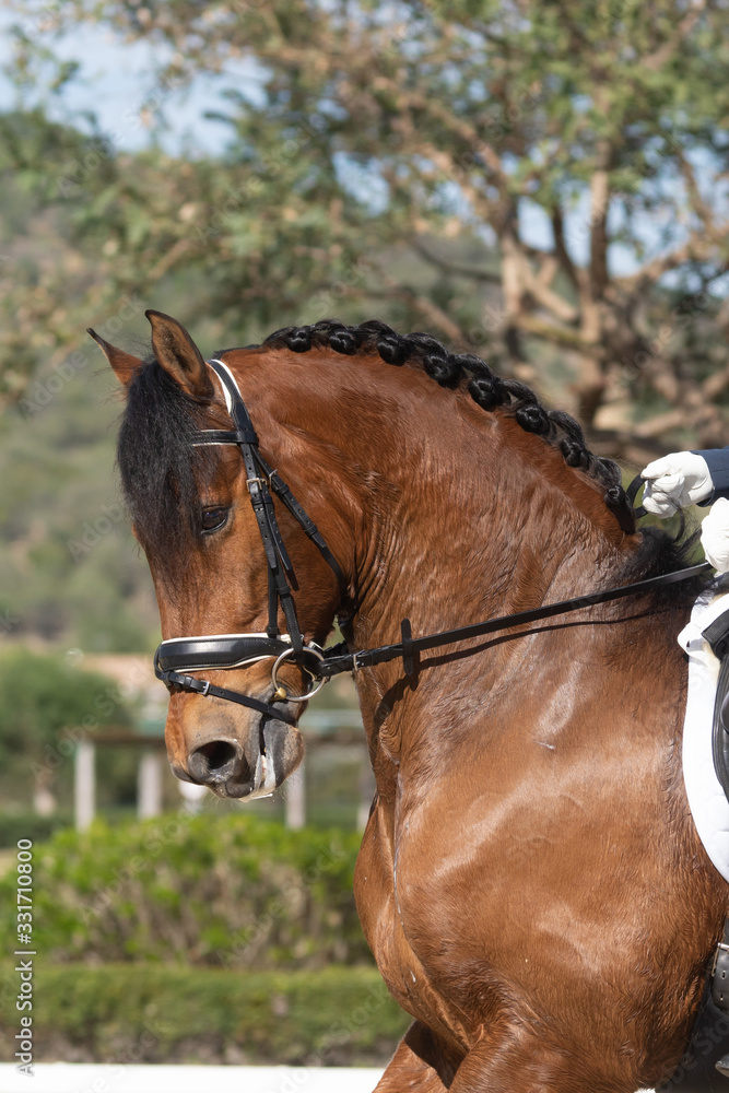 Obraz premium Face portrait of a spanish horse in a dressage competition